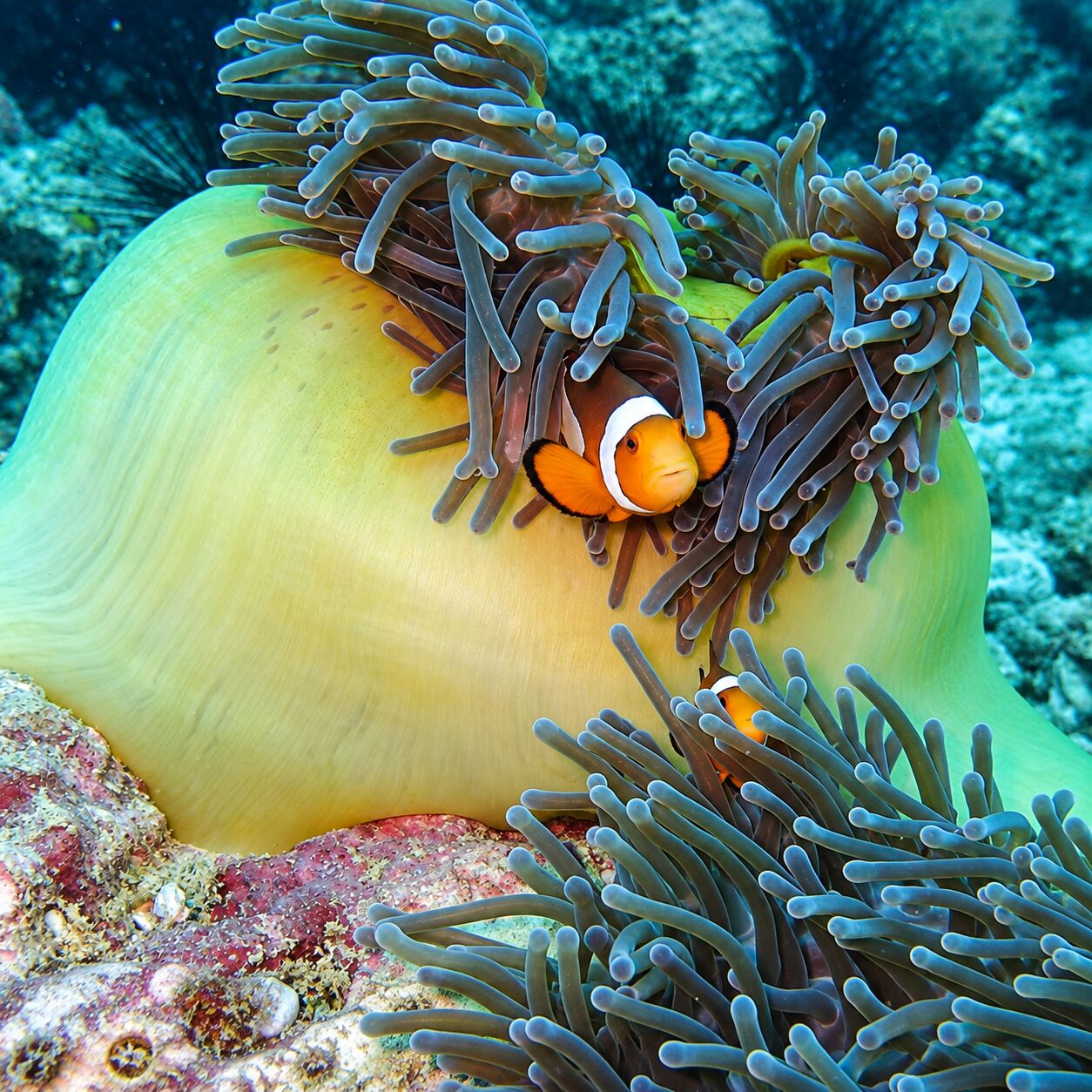 Anemonefish at Anemone Reef