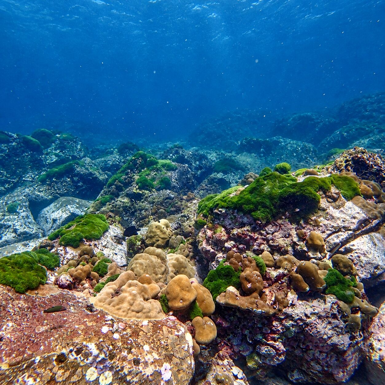 Stony reef covered in green at Green Island