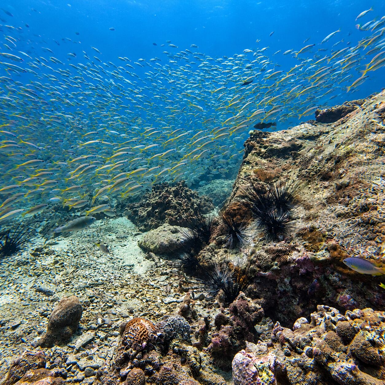 A shoal of snappers streaming over a boulder crowned with a black sea urchin at Green Island