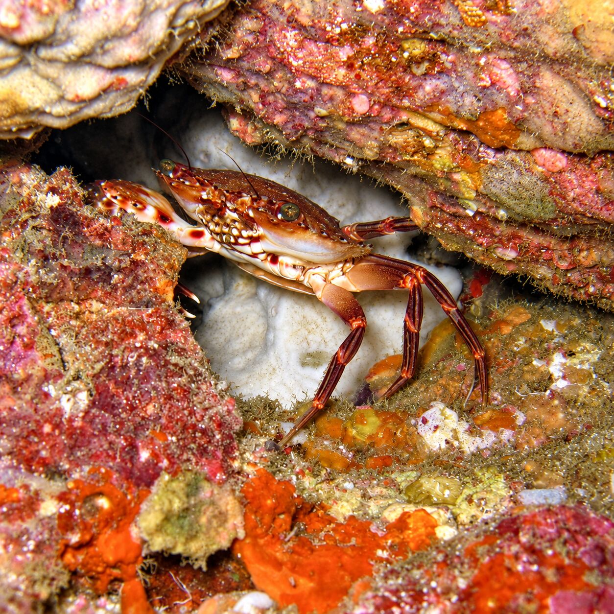 Crenate crab at Green Island