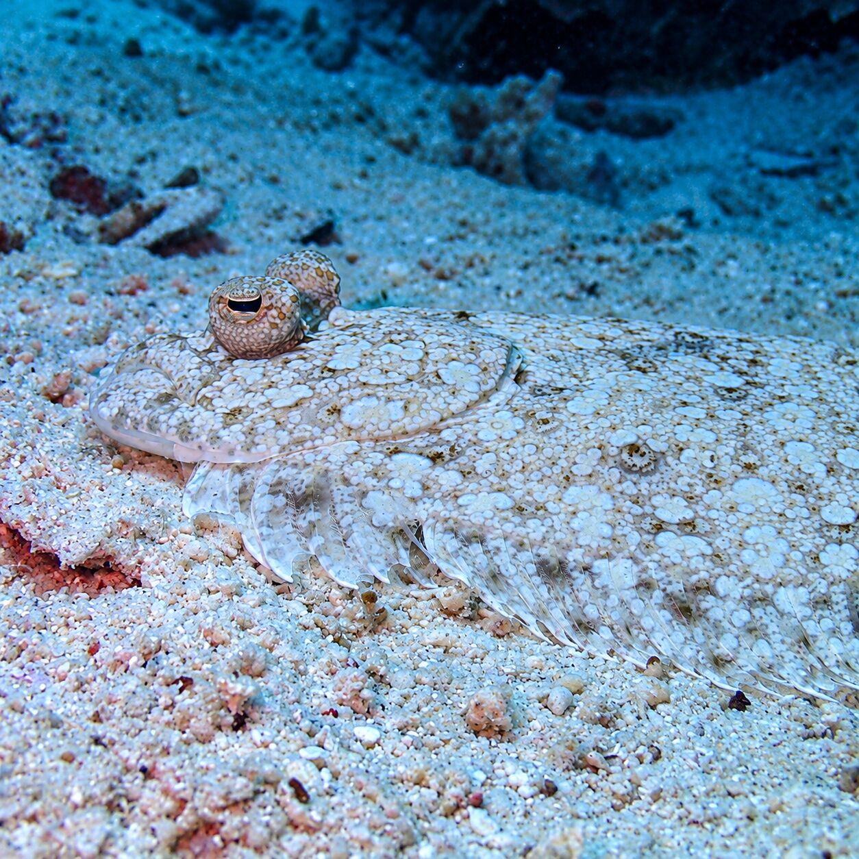 Flounder at Green Island