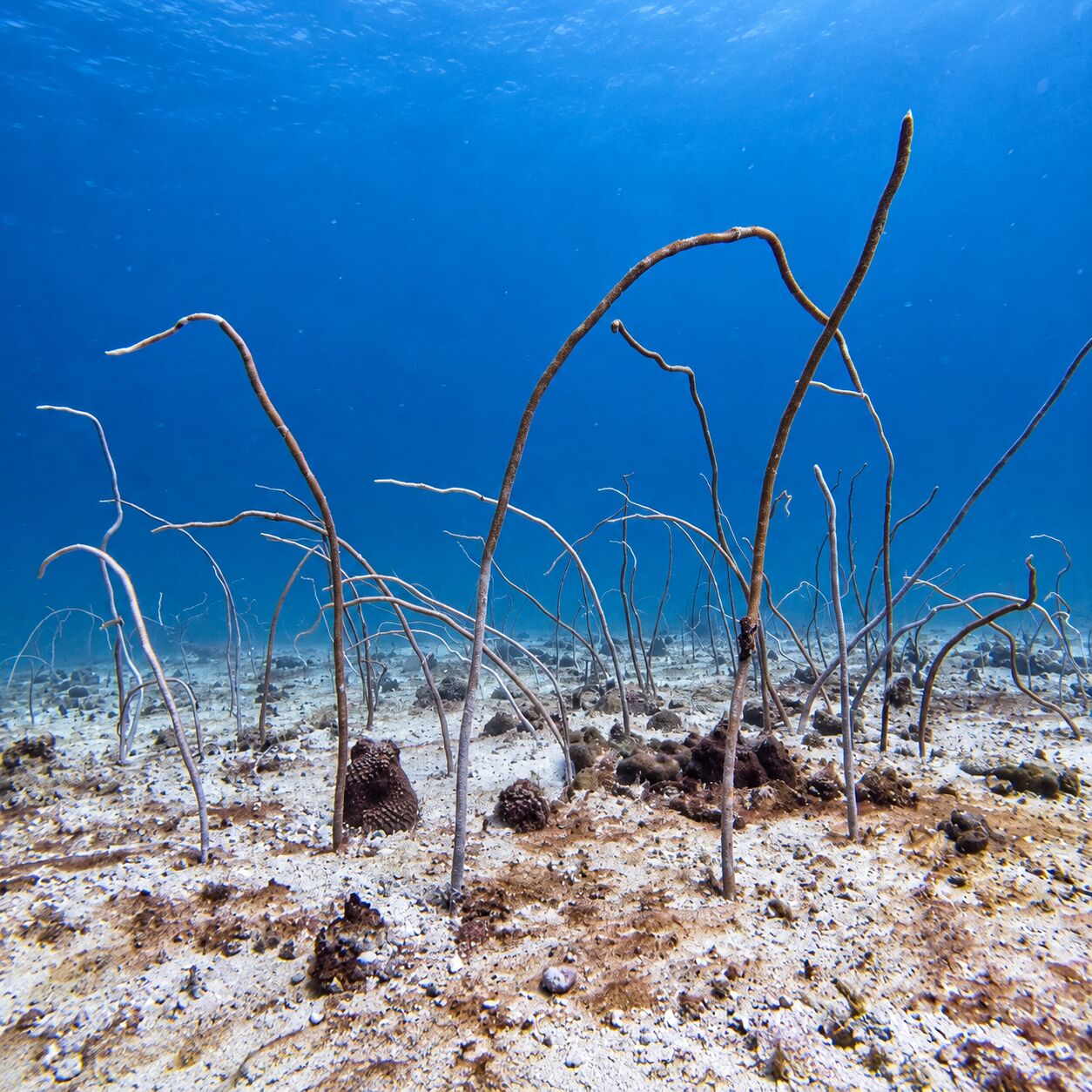 Sea whips at Green Island