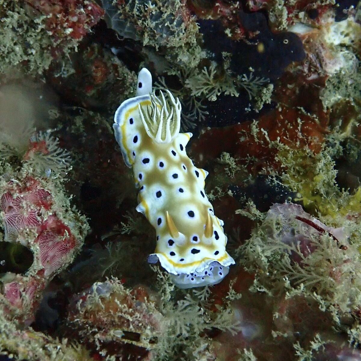Nudibranch Diana's Chromodoris at Green Island