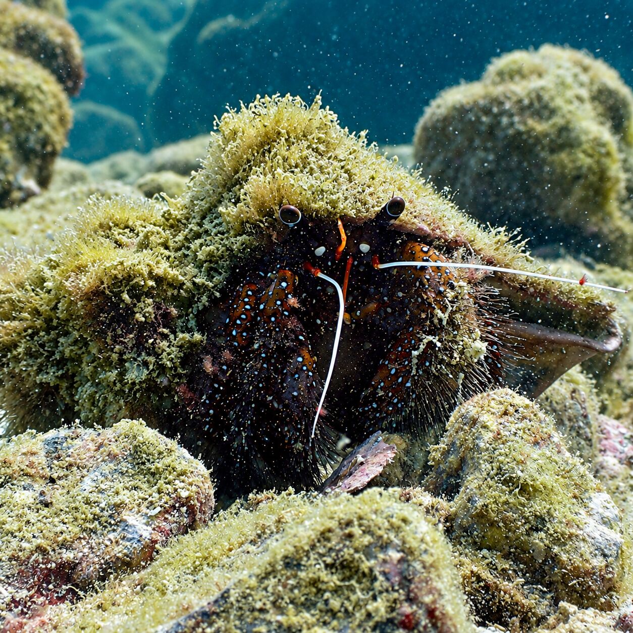 Spider crab at Green Island