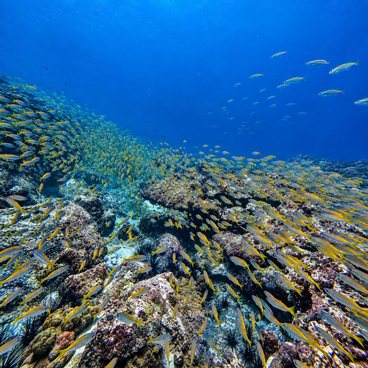 A dense shoal of yellow-striped snappers packed over the boulder reef at Green Island