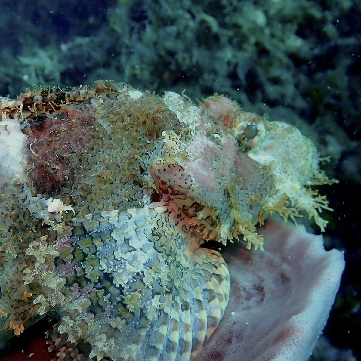 Scorpion fish at Green Island