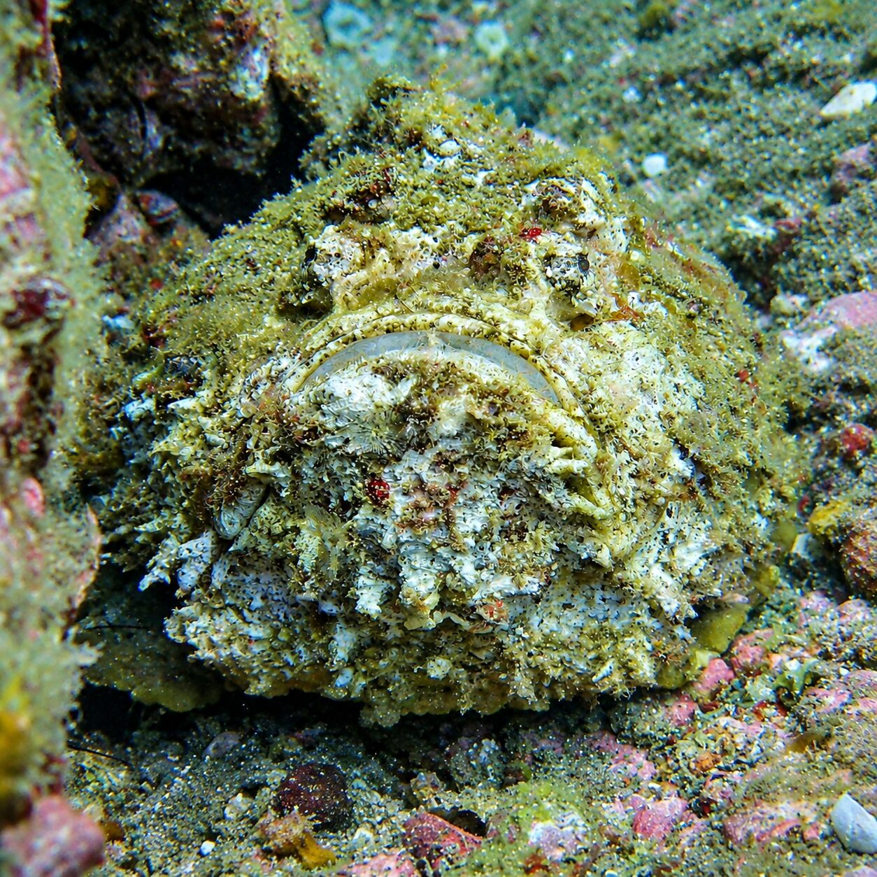 Stone fish at Green Island