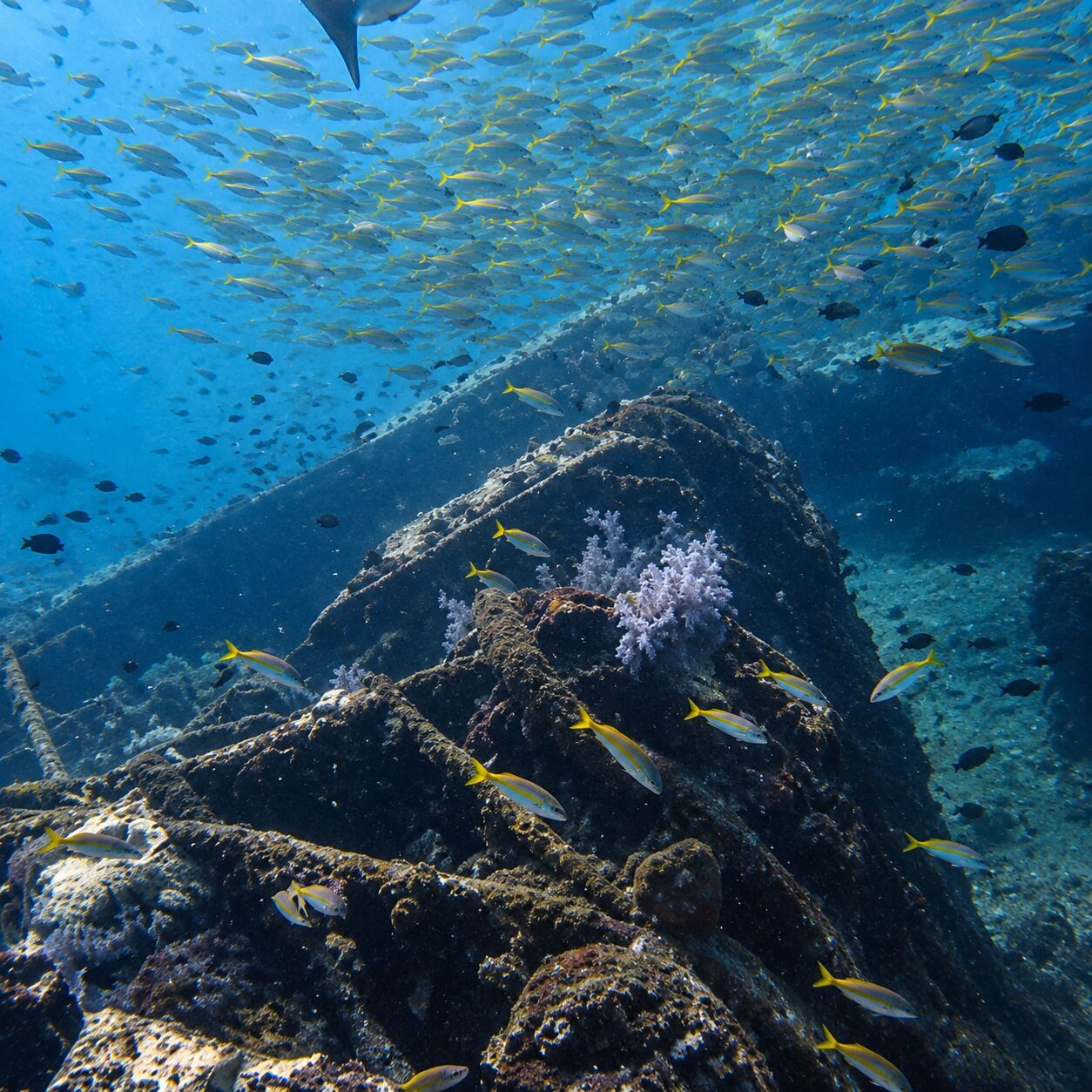 Yellow fusiliers streaming over a soft-coral-covered beam of the King Cruiser wreck