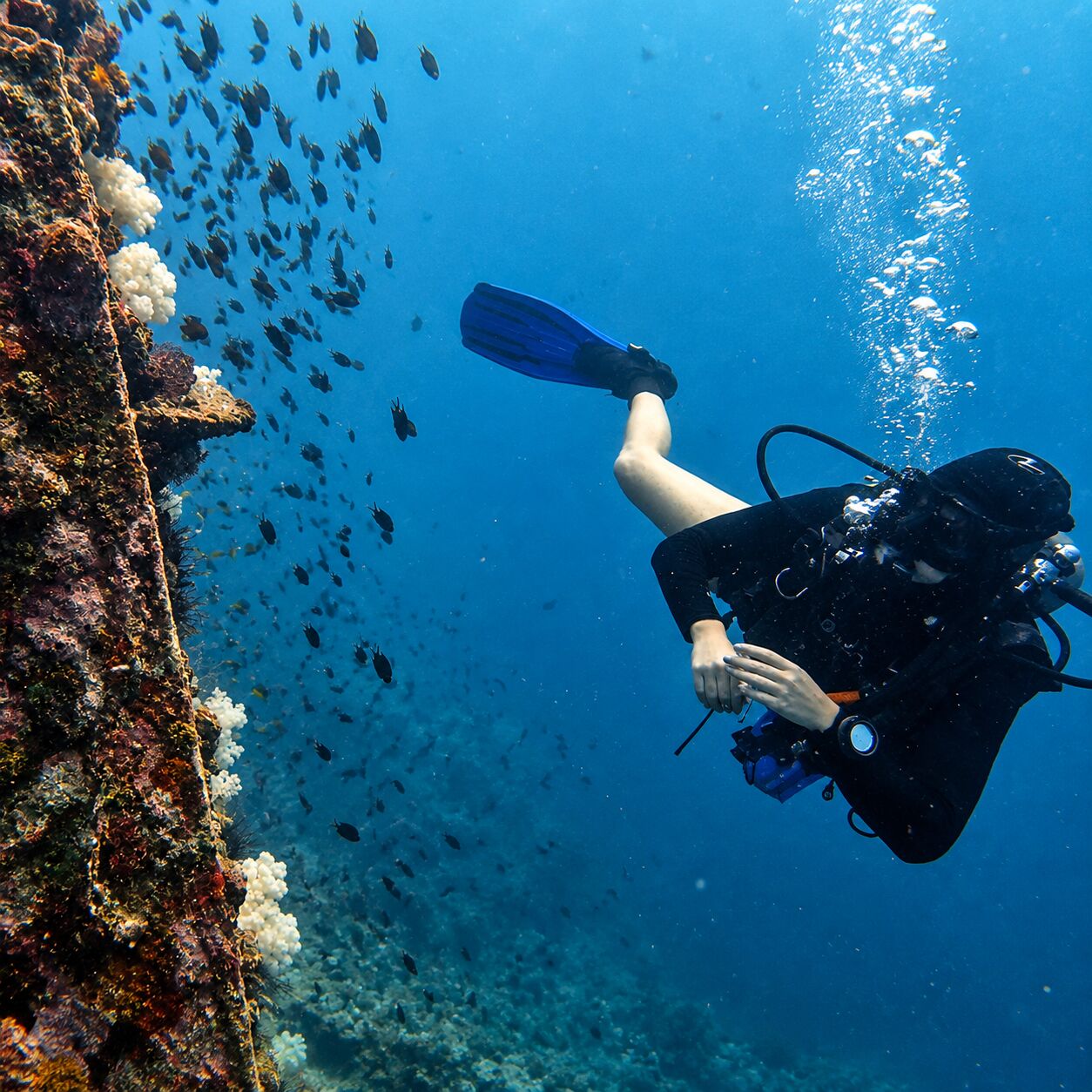 A diver finning past the overgrown wall of the King Cruiser wreck, bubbles rising into the blue