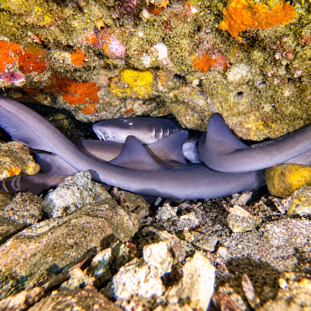 Nurse shark under the wreck at the King Cruiser wreck