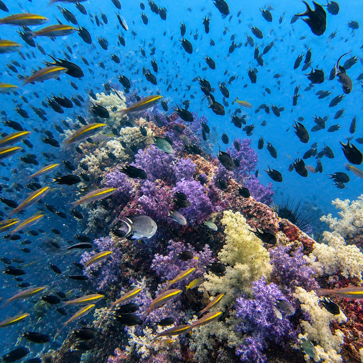 Purple and white soft corals on the superstructure of the King Cruiser wreck, clouds of small fish above