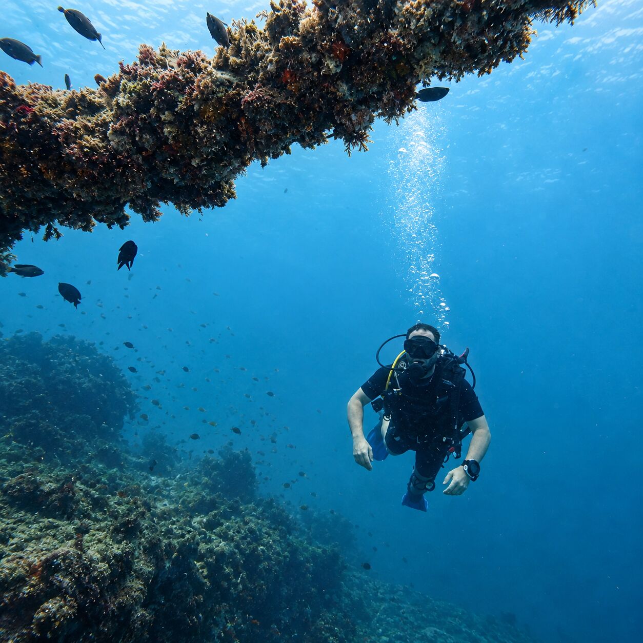 A diver hanging in the blue beneath an encrusted beam of the King Cruiser wreck