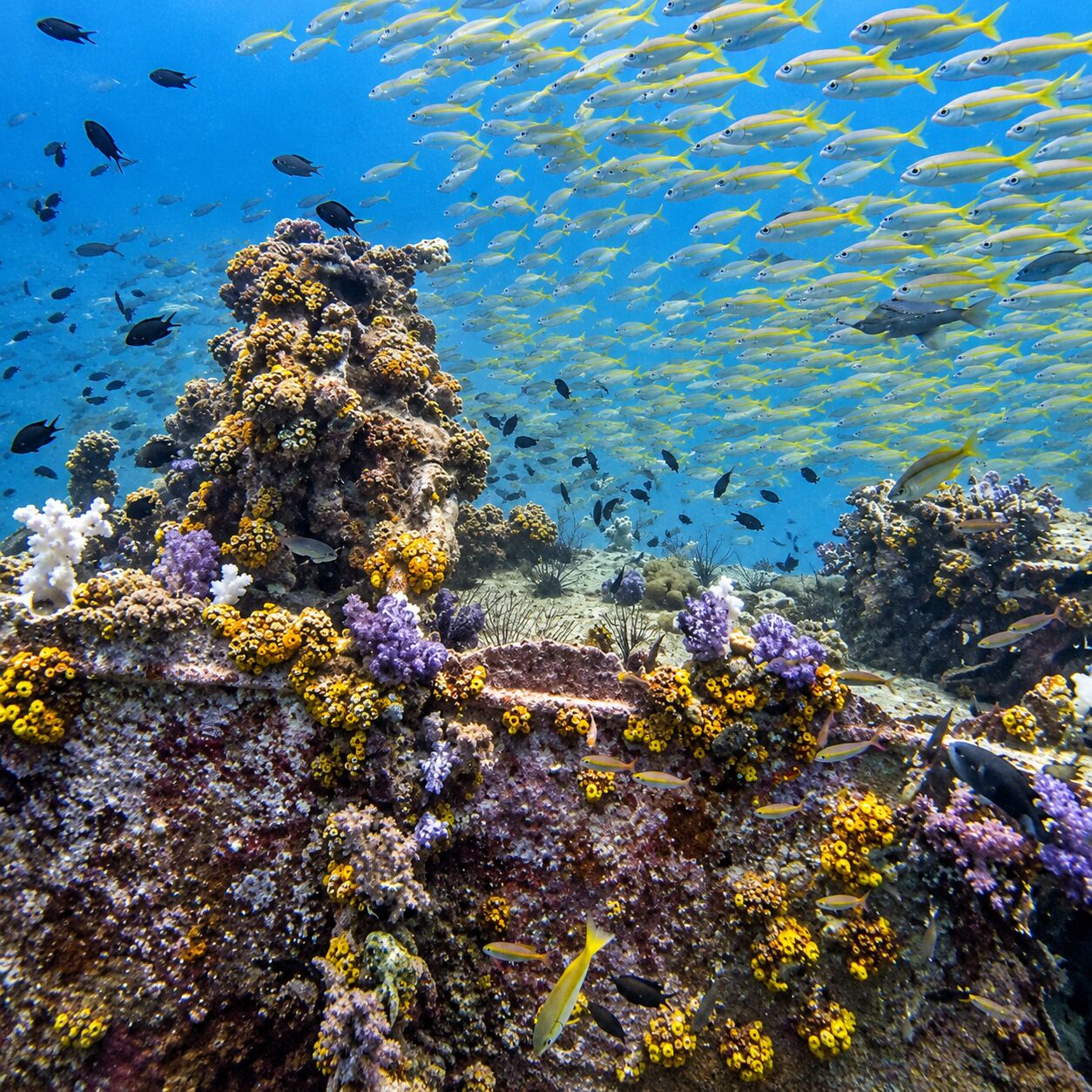 A coral-crusted pinnacle of the King Cruiser wreck in yellow and purple soft corals, snappers schooling behind
