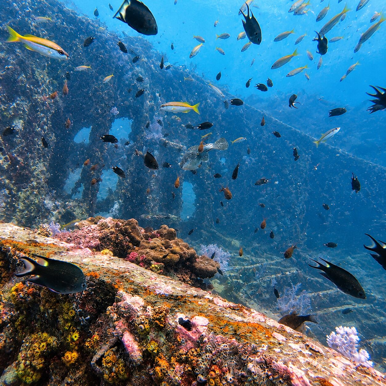 Looking through the bare steel frames of the King Cruiser wreck, damselfish thick in the blue above
