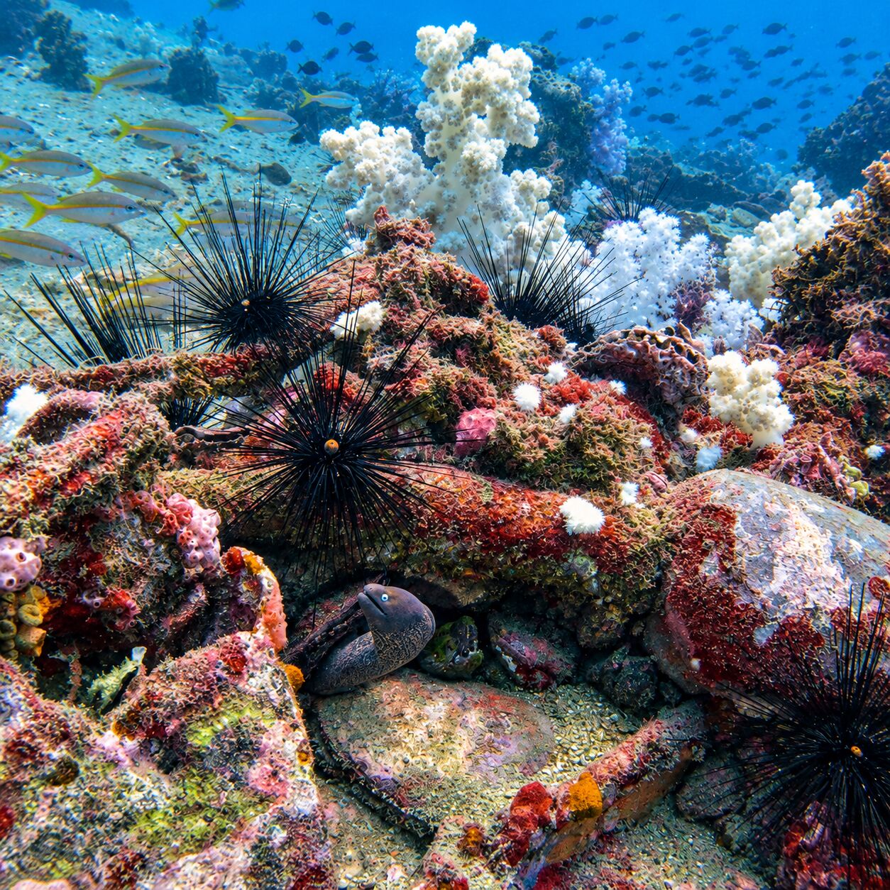 Moray eels at the King Cruiser wreck