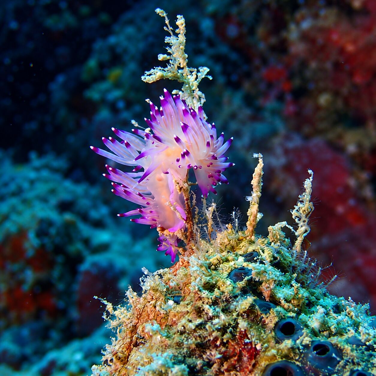 Nudibranch purple Flabellina at Koh Doc Mai
