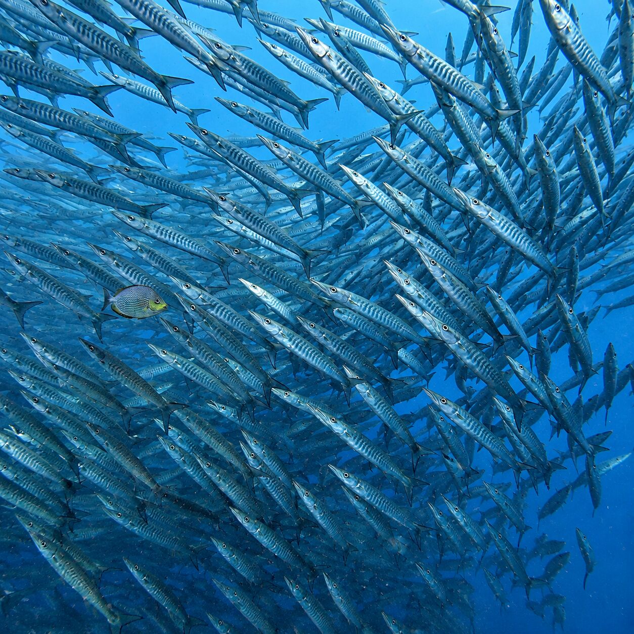 Bigeye barracudas Forster's barracudas at Koh Doc Mai