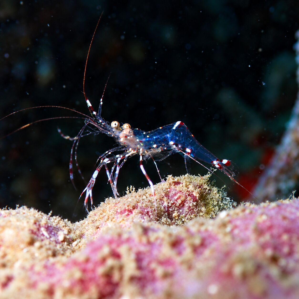 Glass cleaner shrimp at Koh Doc Mai