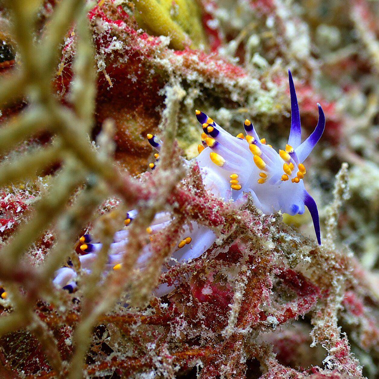 Nudibranch desirable Flabellina at Koh Doc Mai