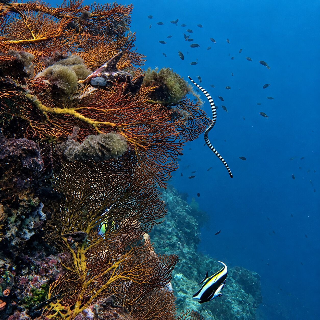 Banded sea snake at Koh Doc Mai