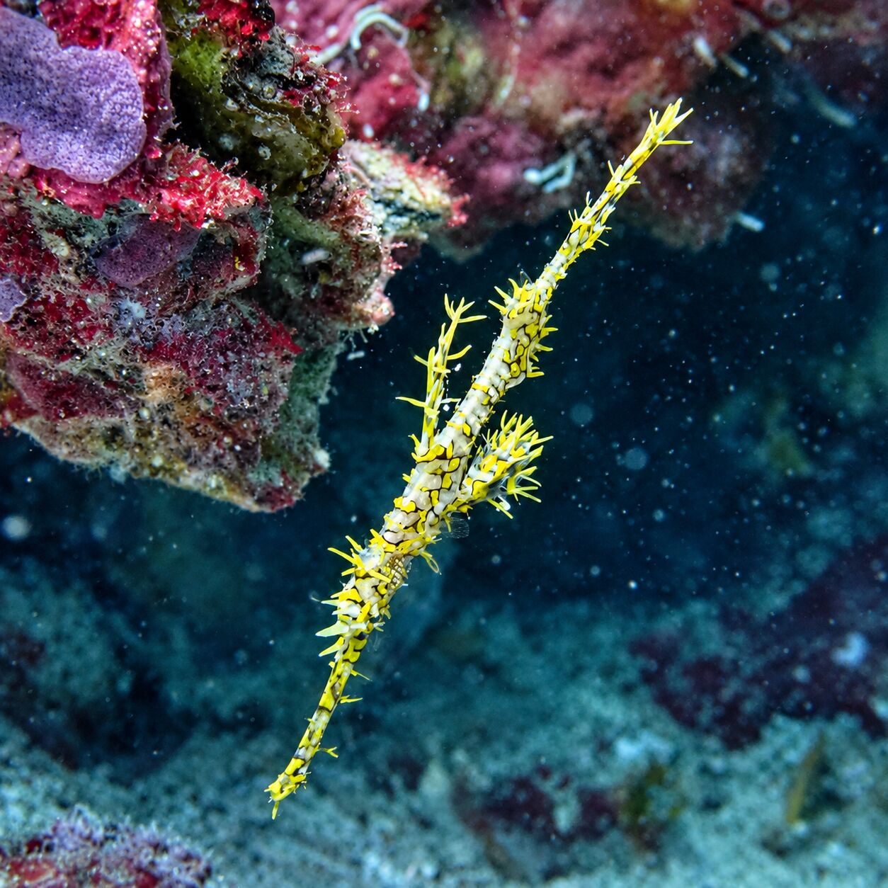 Ornate ghost pipefish at Koh Doc Mai
