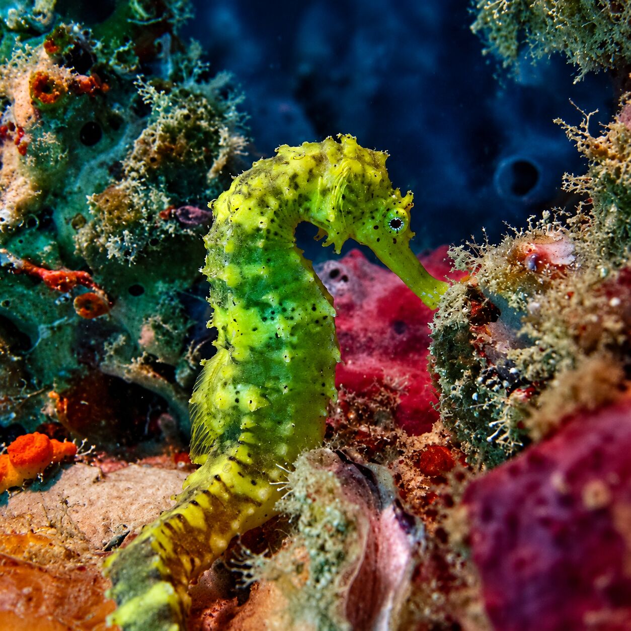 Seahorse at Koh Doc Mai