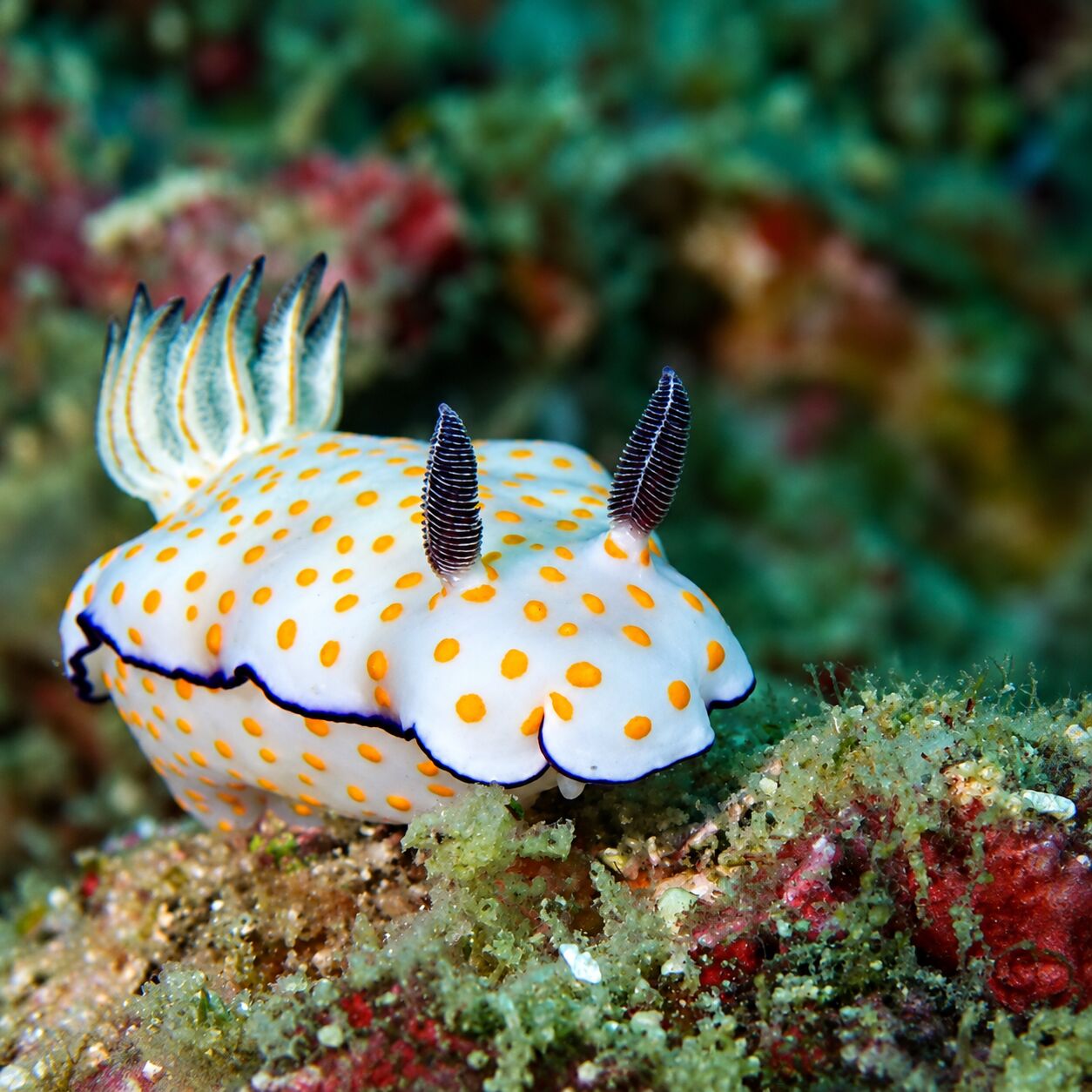 Ringed Goniobranch at Koh Doc Mai