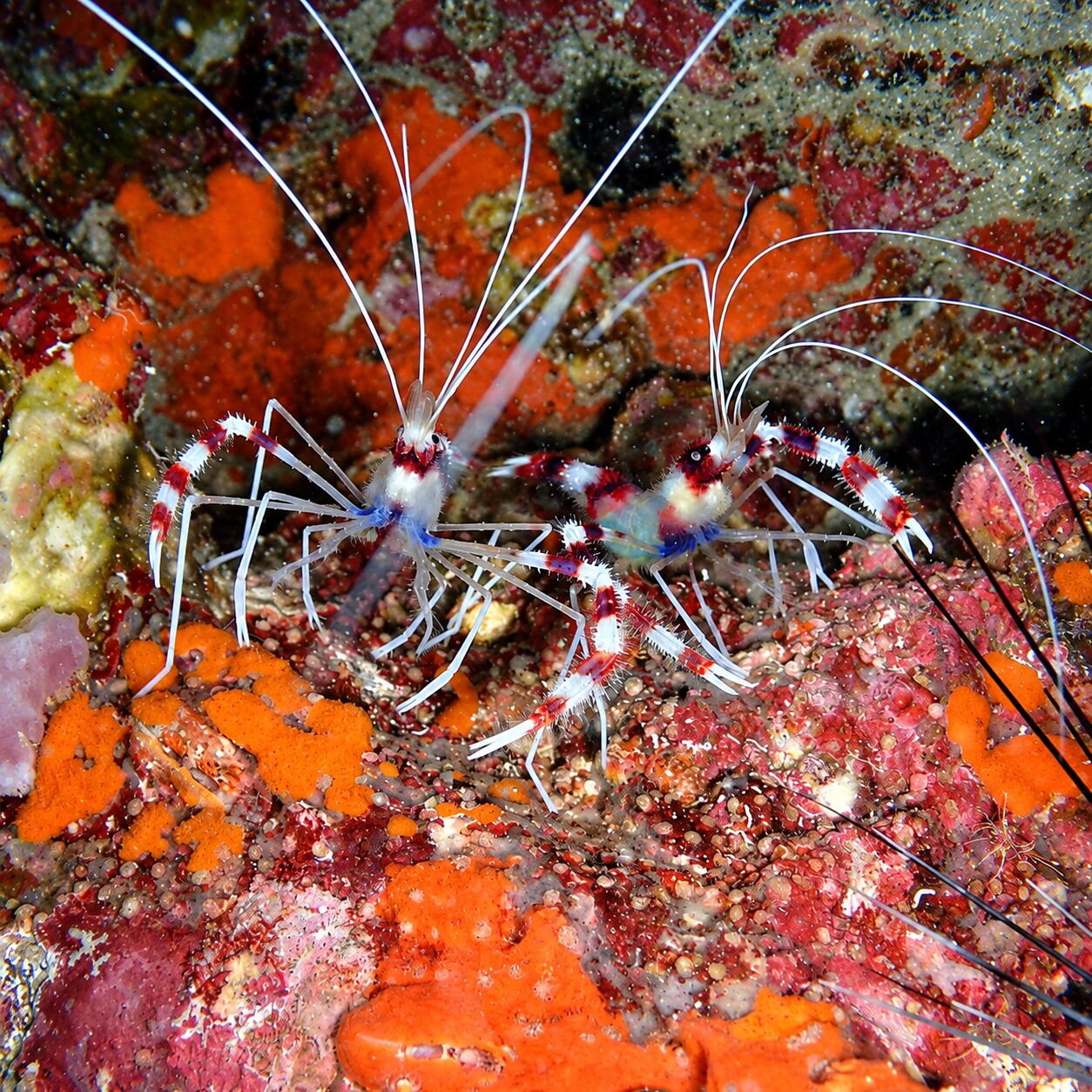 Banded cleaner shrimp at Koh Doc Mai