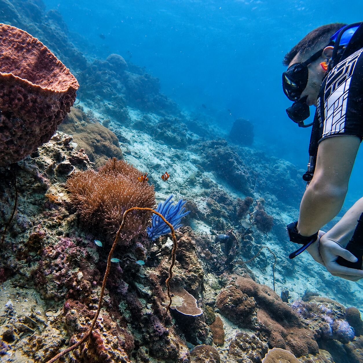 Anemonefish with diver at Koh Doc Mai