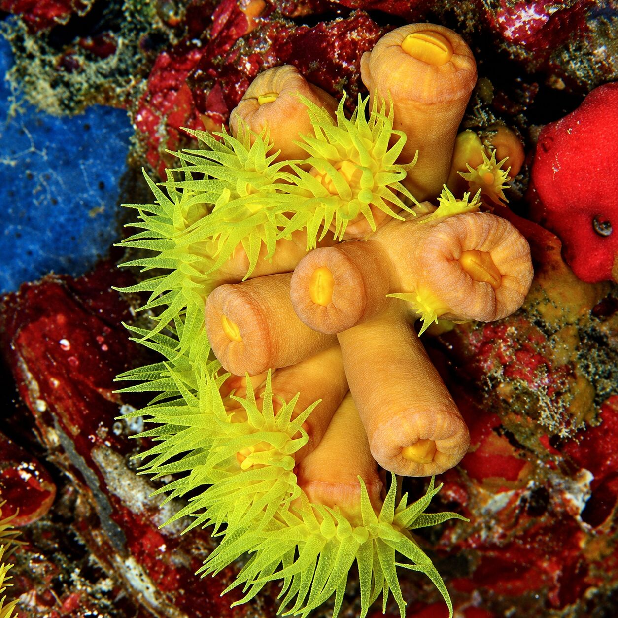 Cup coral at Koh Doc Mai