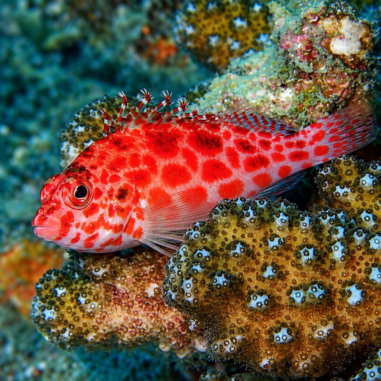 Spotted hawkfish at Koh Kaeo (Buddha Island)