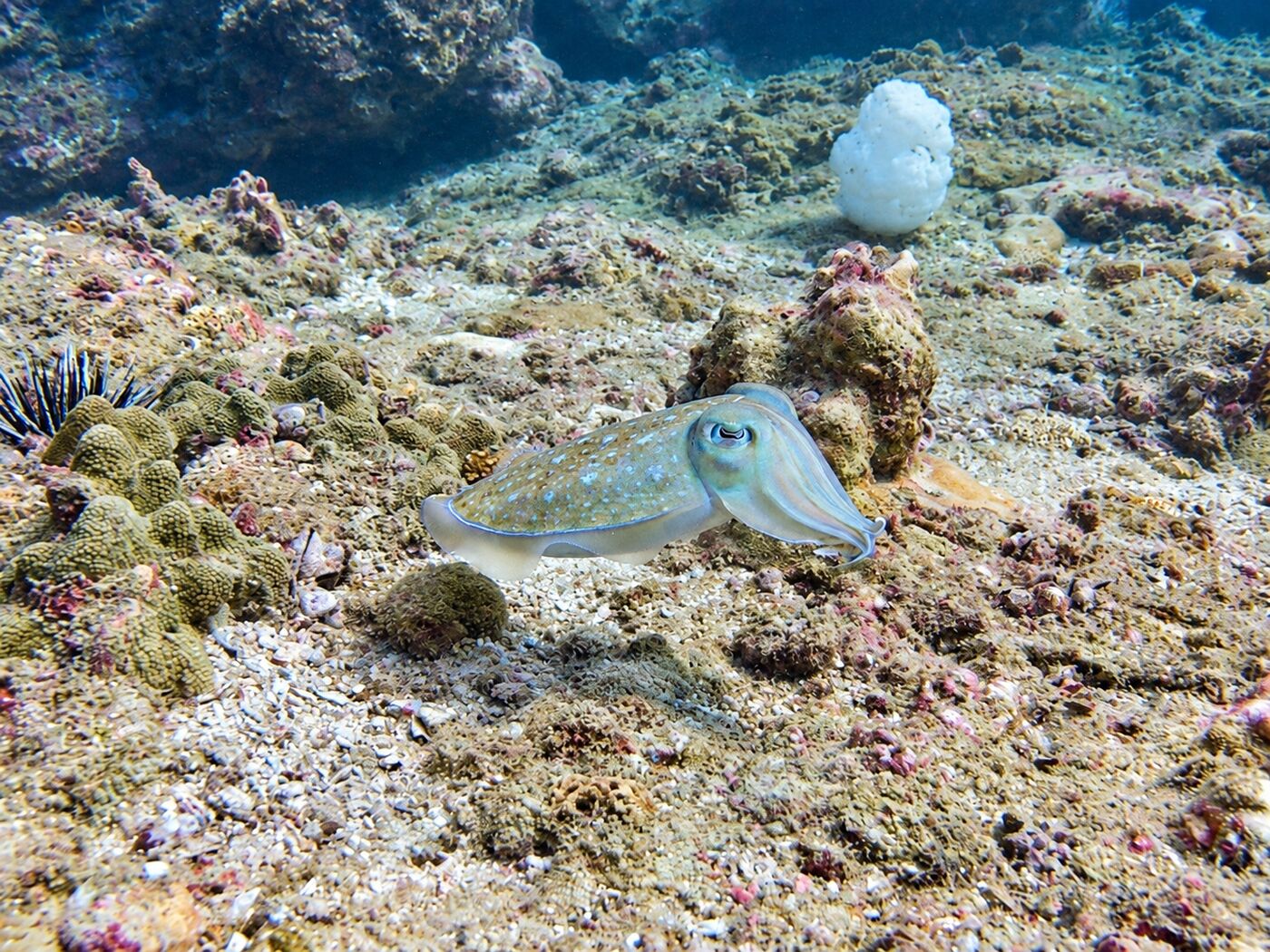 Baby cuttlefish at Koh Kaeo (Buddha Island)