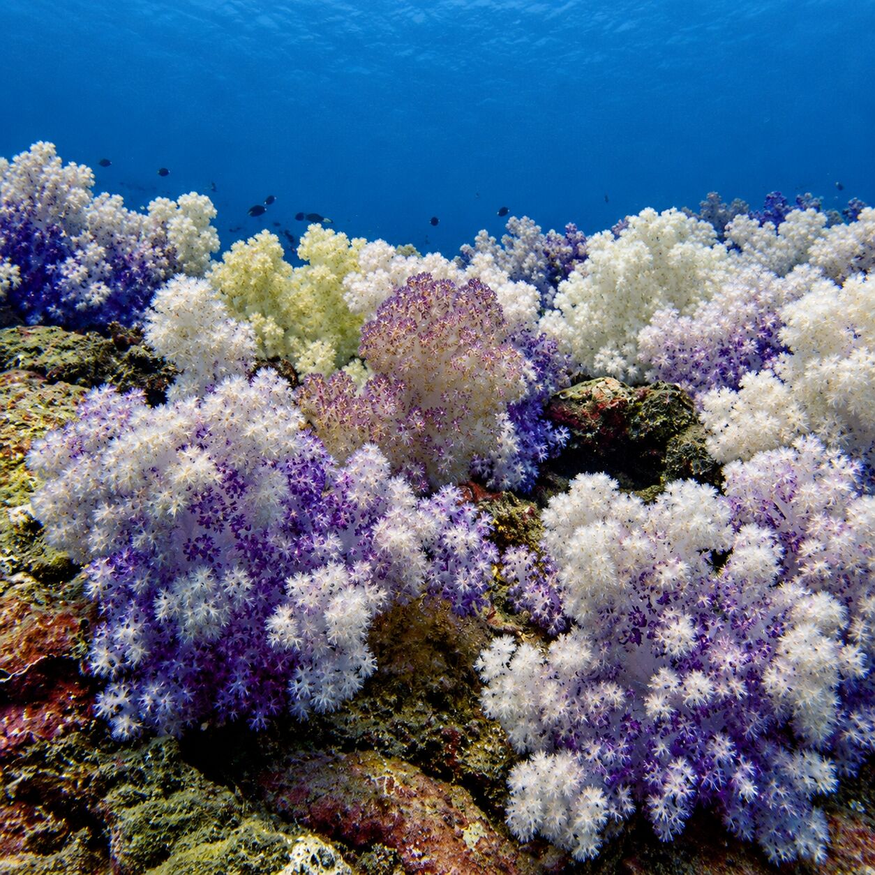 White and purple soft corals at Koh Kaeo (Buddha Island)