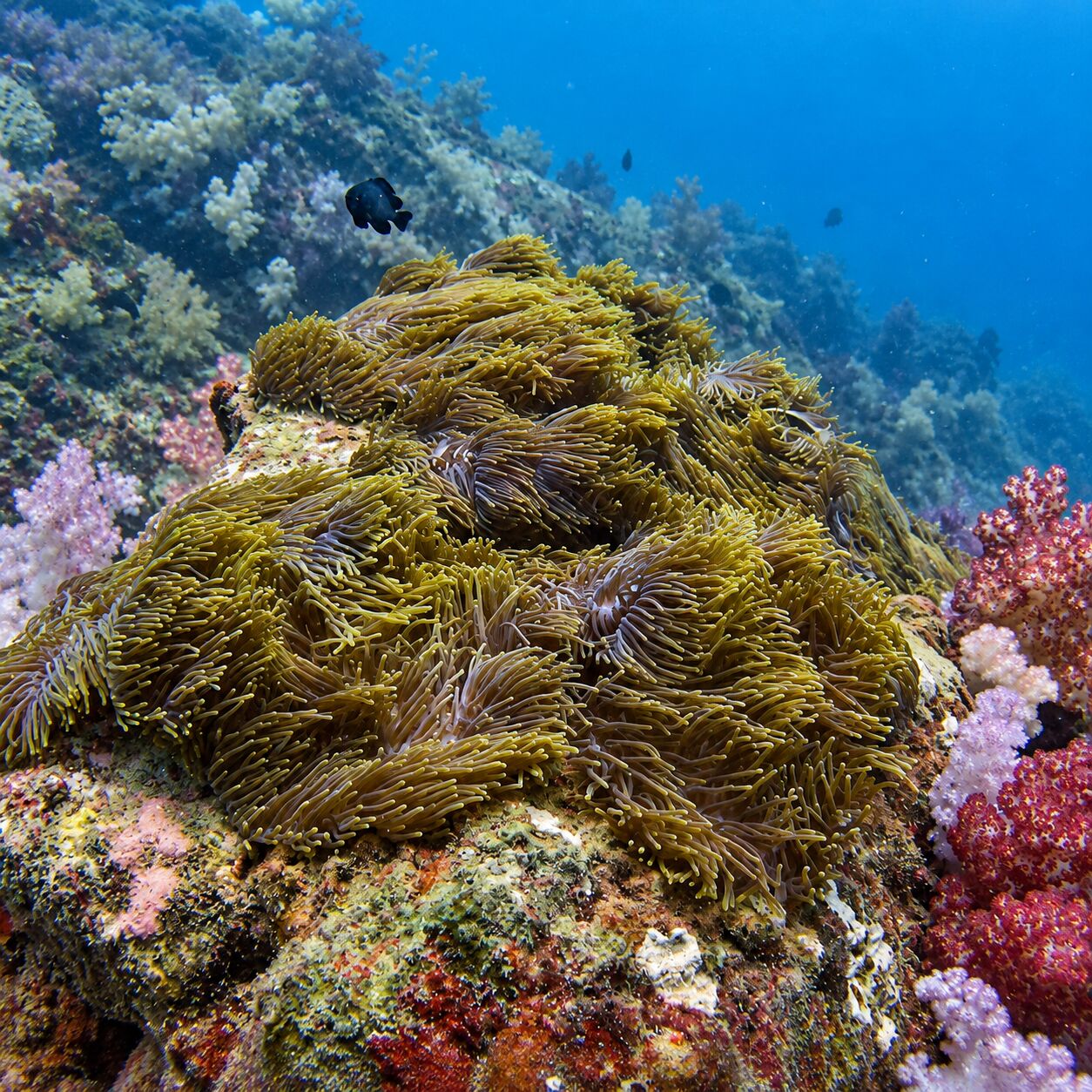 Anemone at Koh Kaeo (Buddha Island)