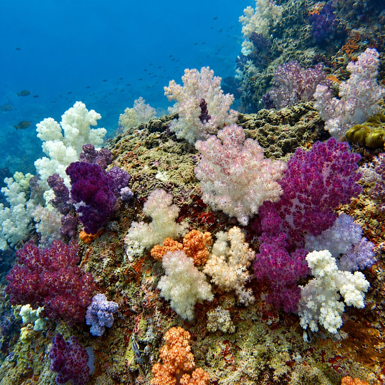 Soft corals at Koh Kaeo (Buddha Island)