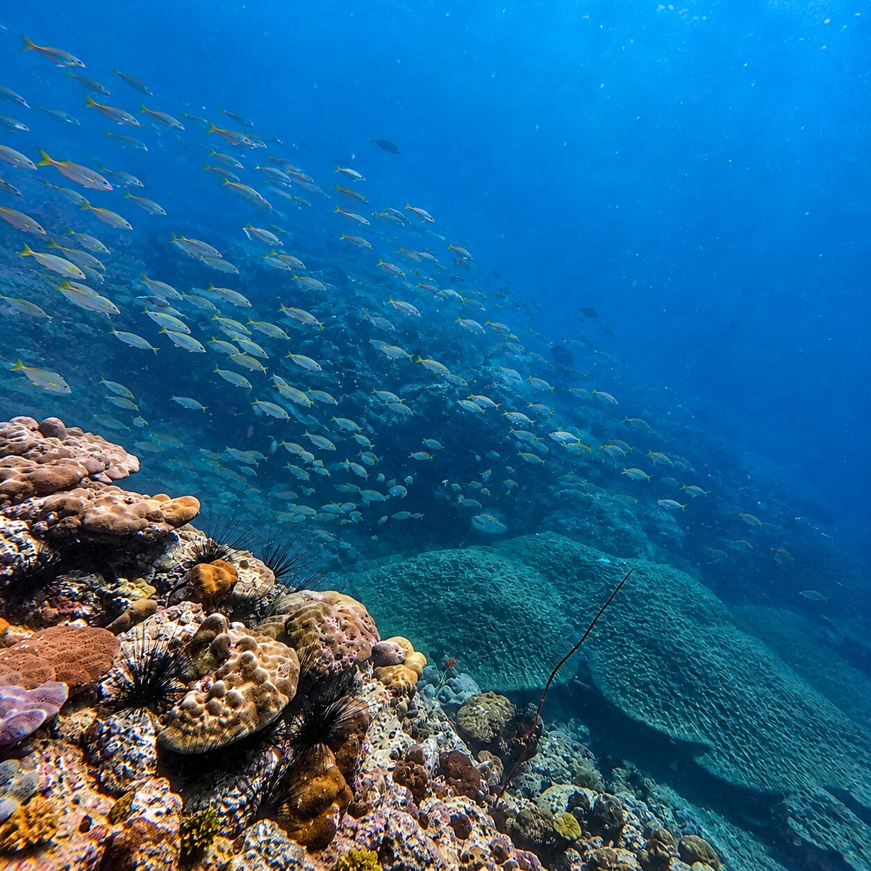 Snappers at Razor Reef, Koh Mai Thon