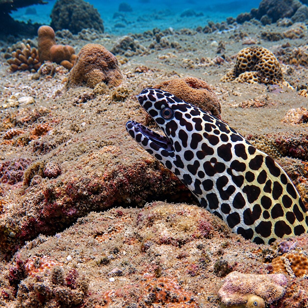 Honeycomb eel at Koh Mai Thon