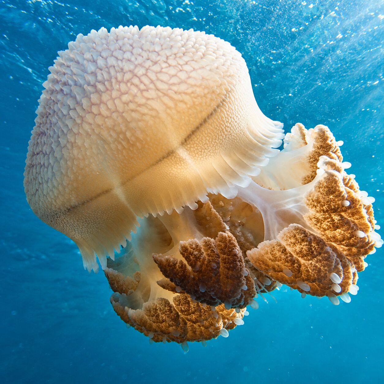 Crown jellyfish at Koh Mai Thon