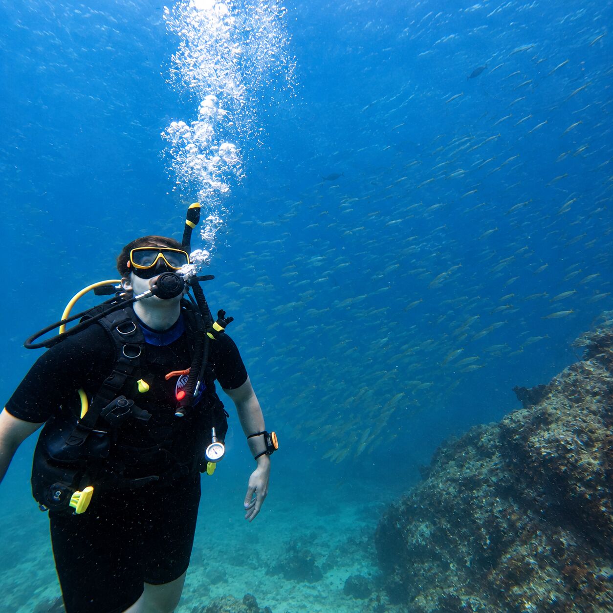 Lost in snappers at Koh Mai Thon