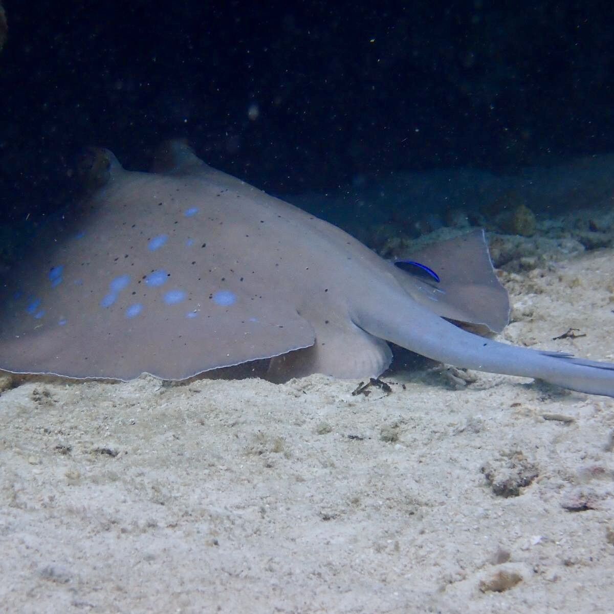 Bluespotted at Koh Mai Thon