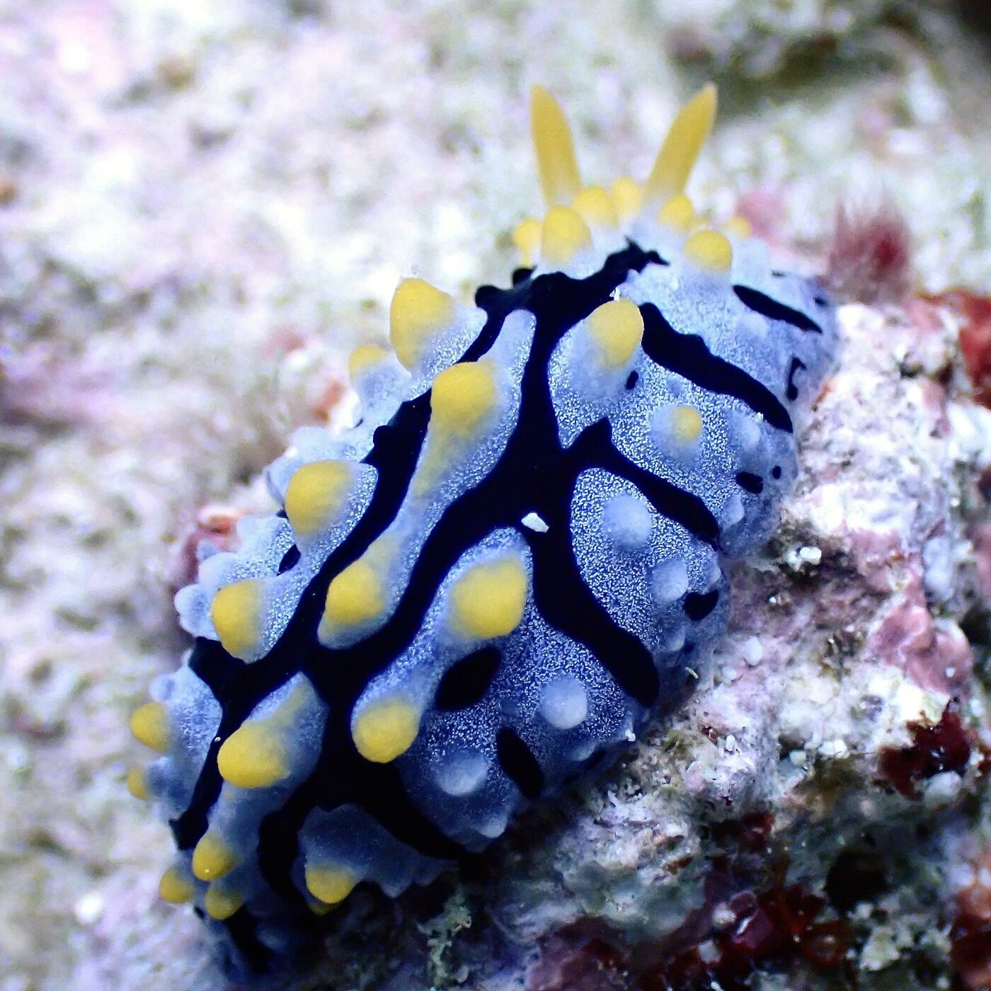 Nudibranch at Koh Mai Thon