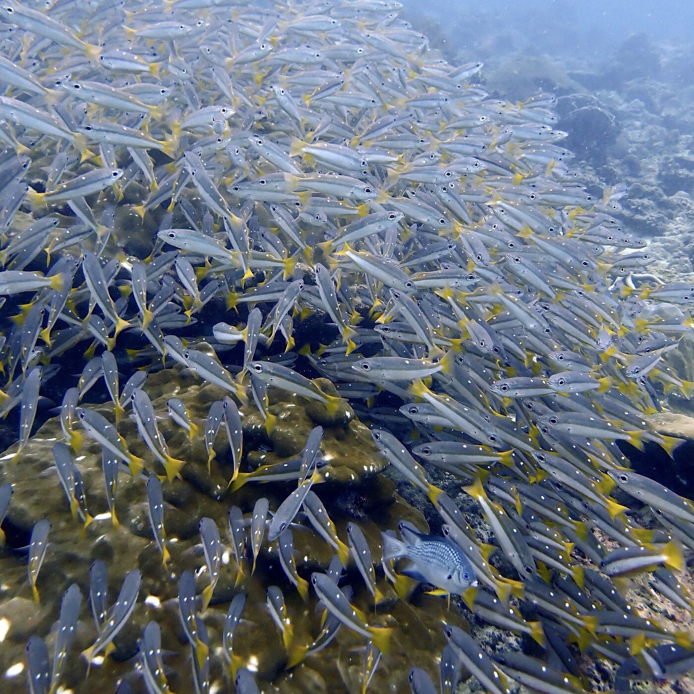 Snappers at Koh Mai Thon