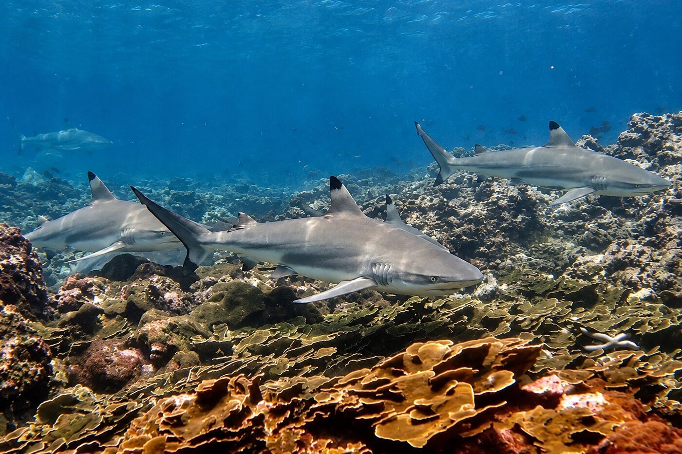 Black tip reef sharks at Koh Bida Nok, Phi Phi