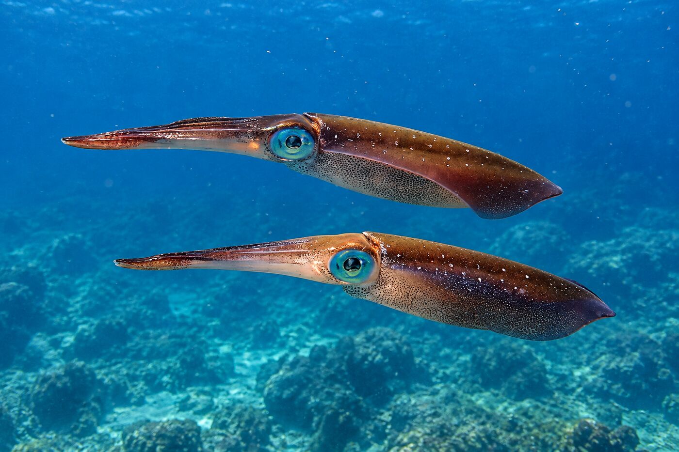 Squid at Koh Bida Nok, Phi Phi