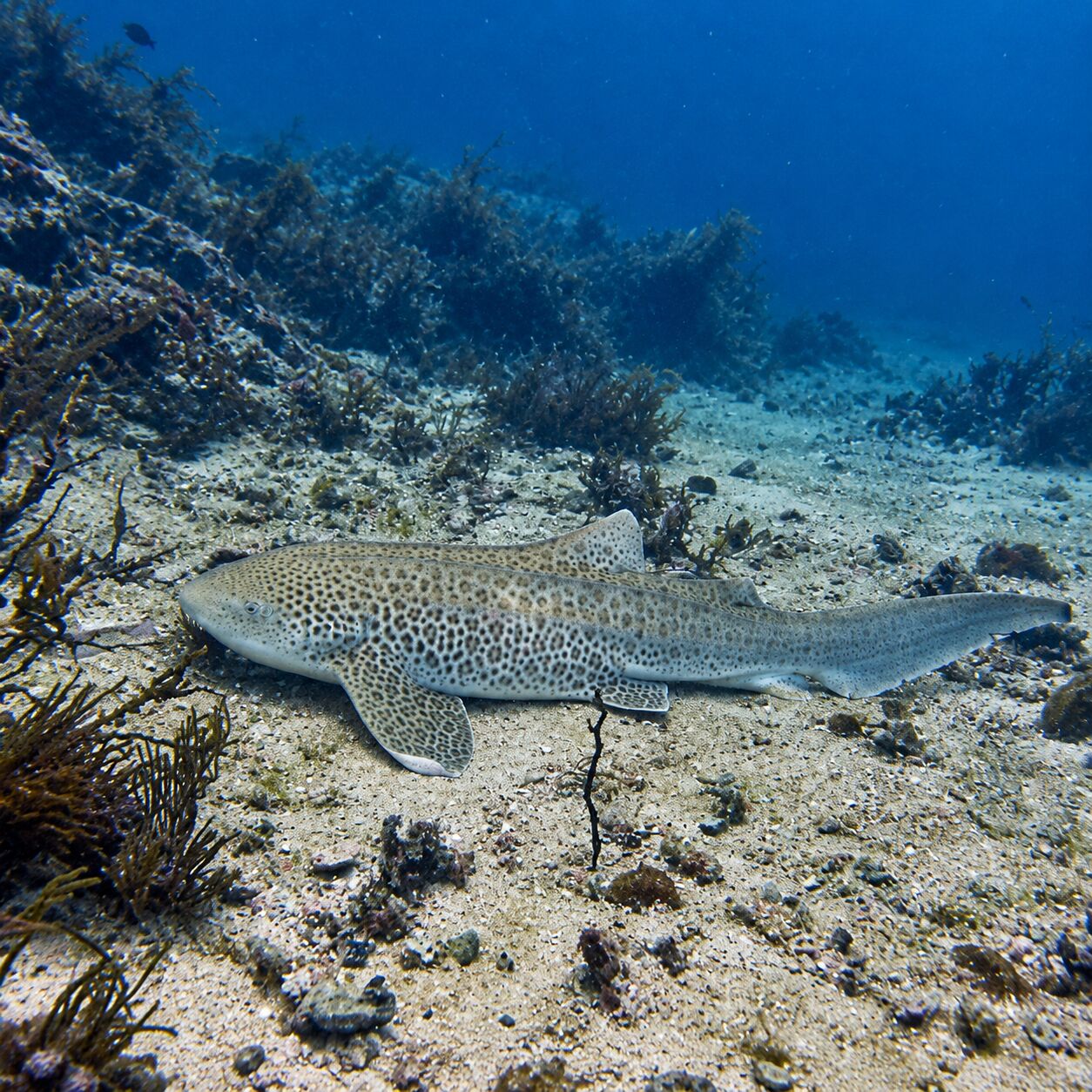 Leopard shark at Hin Bida, Phi Phi