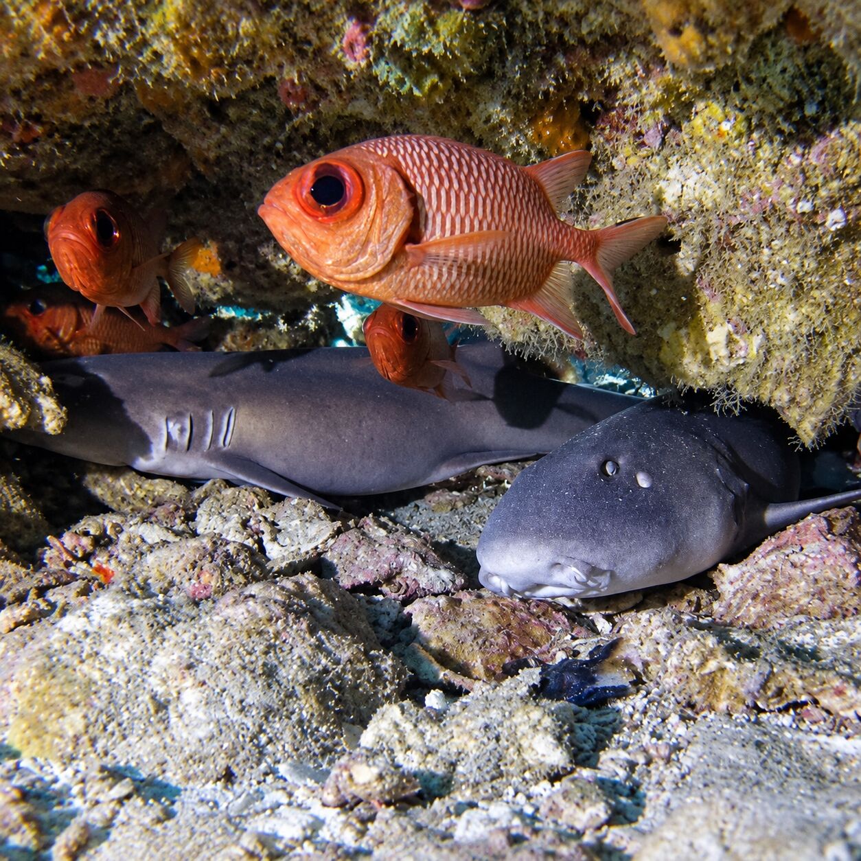 Nurse sharks at Hin Dot, Phi Phi