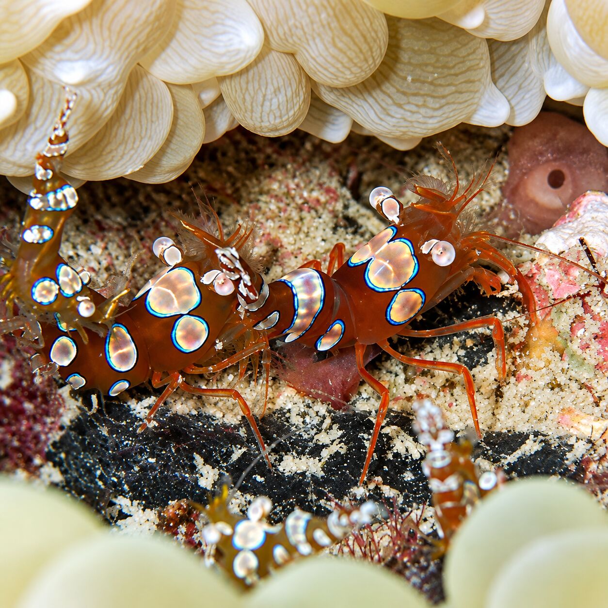 Harlequin shrimp at Hin Klai Garang Heng, Phi Phi