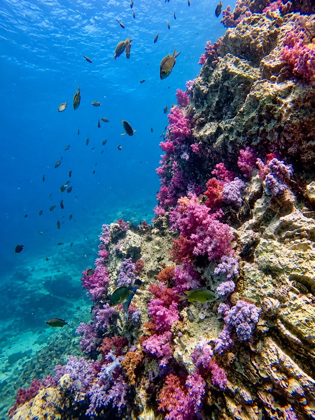 Wall with softcorals at Hin Dot, Phi Phi