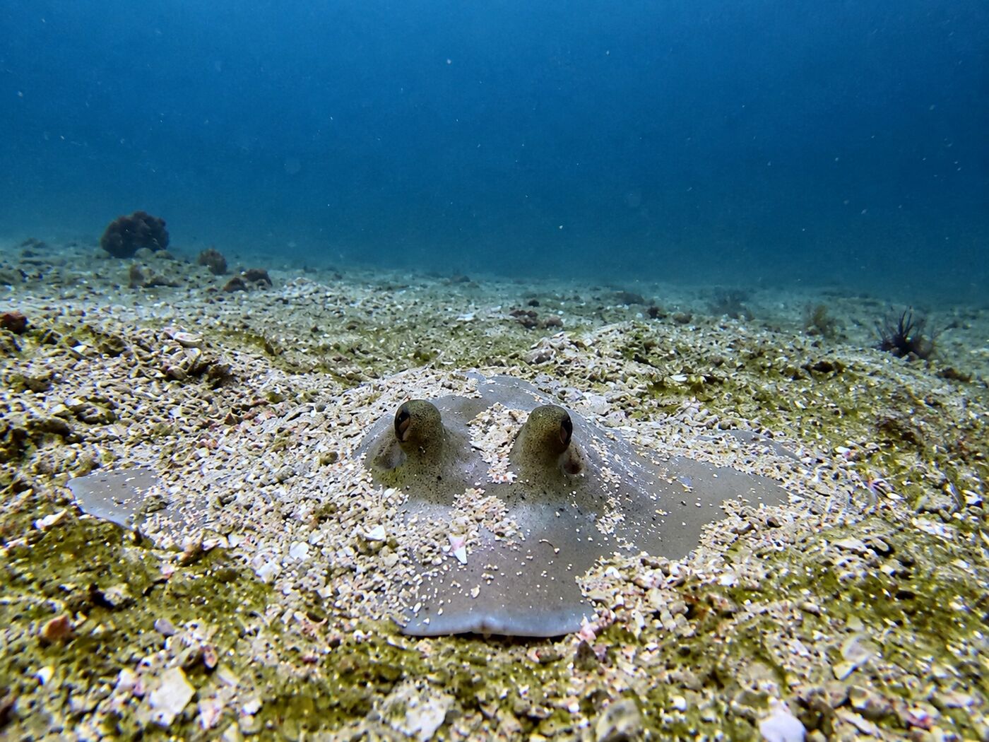 Blue spotted sting ray at Koh Bida Nai, Phi Phi
