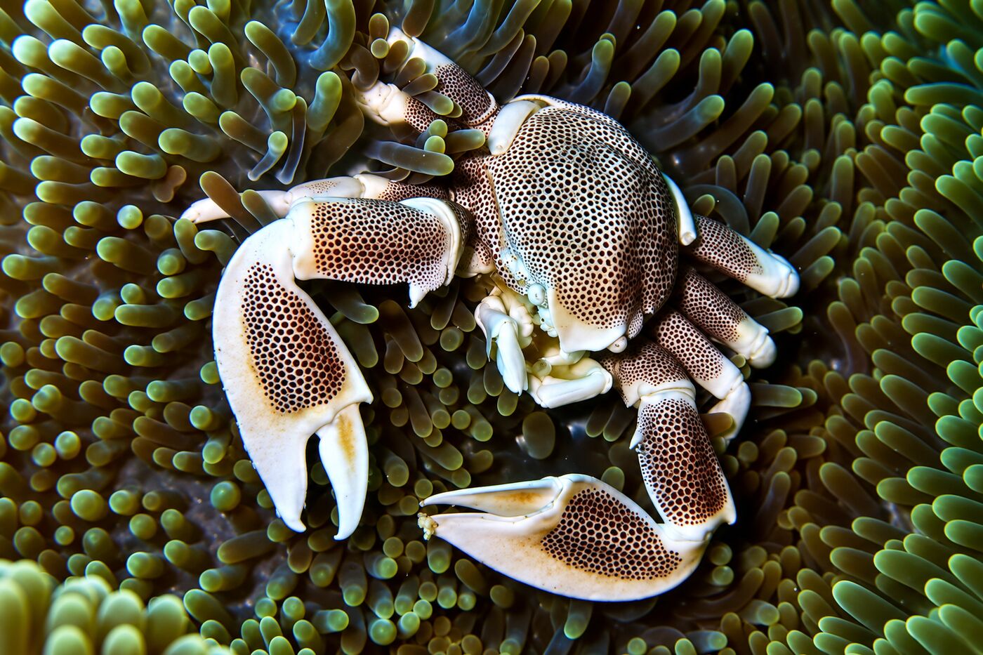 Porcelain crab at Koh Bida Nai, Phi Phi